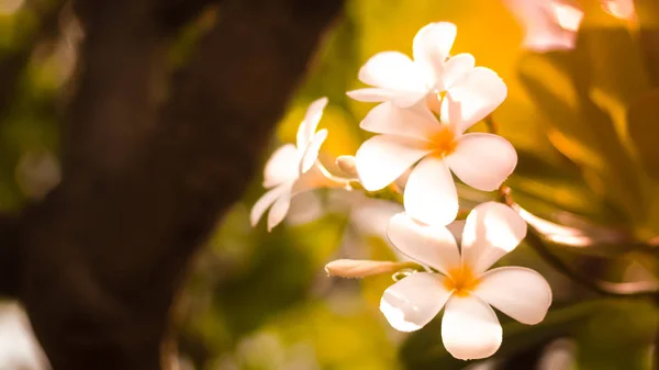 Piękny plumeria biała rubra kwiat — Zdjęcie stockowe