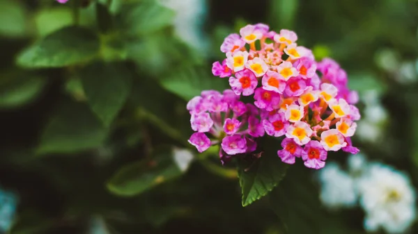 Naturaleza Concepto Mínimo Hojas Verdes Fondo Con Pequeña Flor Rosada — Foto de Stock