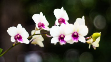 Beyaz orkide çiçek dalı sap üzerinde tomurcukları ile. Romantik olay unsuru. İlkbahar, yaz tatili çiçekleri