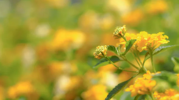 夏天的树叶和黄花 黄花和野草的植物插图组成 — 图库照片