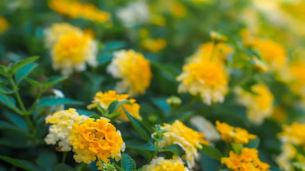 Nature Minimal Concept - Green Leaves Background with small little yellow flower;