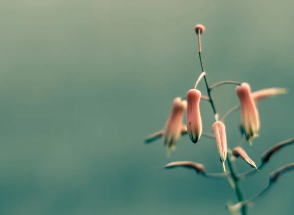 Вінтажний Фон Маленькі Квіти Природа Красива Тонування Дизайну Весняної Природи — стокове фото