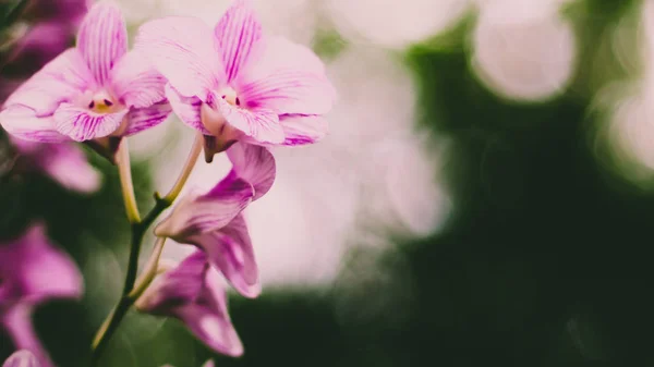 Flor Orquídea Púrpura Sobre Fondo Bokeh Desenfoque Verde Concepto Natural — Foto de Stock