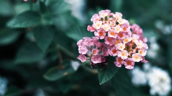 Nature Minimal Concept - Green Leaves Background with small little pink flower;