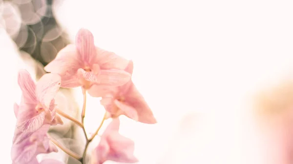 Yeşil bulanıklık bokeh arka plan üzerinde Pembe Orkide çiçek. Tropikal doğal kavram