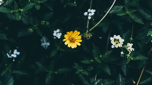 Naturaleza Concepto Mínimo Hojas Verdes Fondo Con Pequeña Flor Amarilla — Foto de Stock