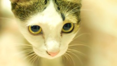 genç bir kedi merakla . Siyah beyaz yetişkin evcil kedi portresi