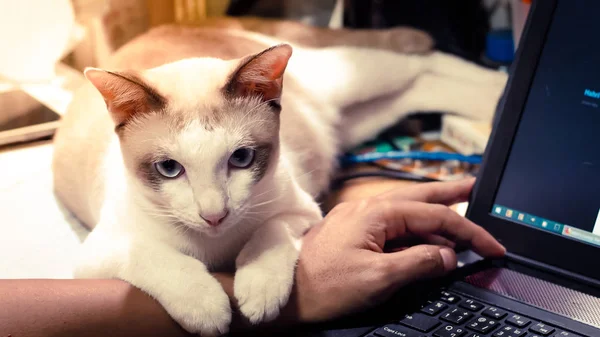 Cute Cat Dozing Man Hand Furry Pet Cuddling Owner Getting — Stock Photo, Image