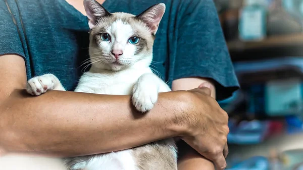 Asyalı adam kedi tutuyor . en iyi arkadaş kavramı . adam aşk kedi fikir arka plan