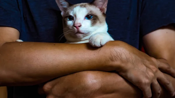 Азиатский Мужчина Держит Кота Концепция Лучшего Друга Человек Любит Кошачью — стоковое фото