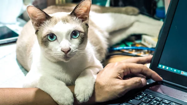 Cute cat dozing on man\'s hand. Furry pet cuddling up to it\'s owner and getting in the way of his work. Freelance job. Man is at the computer keyboard. work with cat concept