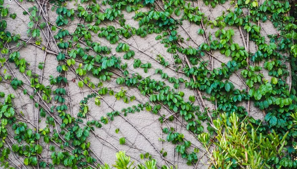 ツタの壁を登る 白い背景に 緑のツタ上からぶら下がるクリーパーウォールクライミングプラント 庭の装飾ツタのつる — ストック写真