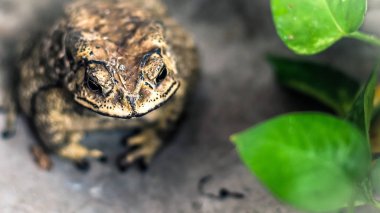 Doğa habitat büyük amfibi Toad Yüz portresi. Tropik ormandaki hayvan. Doğadan vahşi yaşam sahnesi.