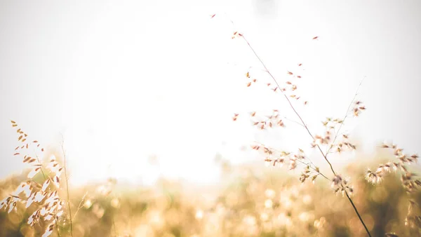 Träd Med Färgglada Bokeh Sol Ljus Solnedgången Himmel Moln Abstrakt — Stockfoto