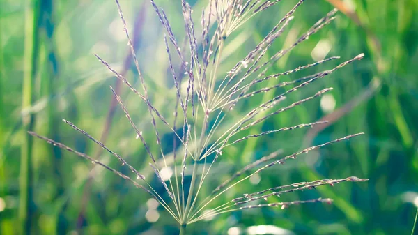 Erba Selvatica Bei Fiori Morbidi Nella Foresta Perfetto Concetto Natura — Foto Stock