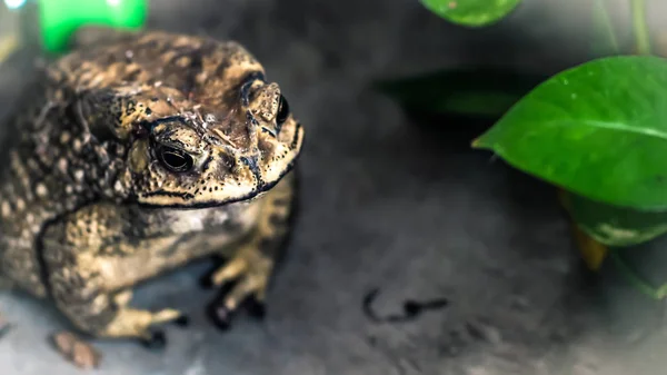 Toad Face Retrato Grandes Anfíbios Habitat Natural Animal Floresta Tropical — Fotografia de Stock