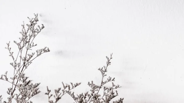 Träd Med Färgglada Bokeh Sol Ljus Solnedgången Himmel Moln Abstrakt — Stockfoto