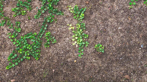 Fide büyüyor. Ekoloji konsepti. Dünya fikri arka planını Kaydet