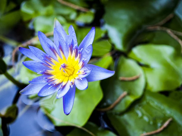 自然紫蓮花黄色の中心は 水の緑の葉蓮の背景 — ストック写真