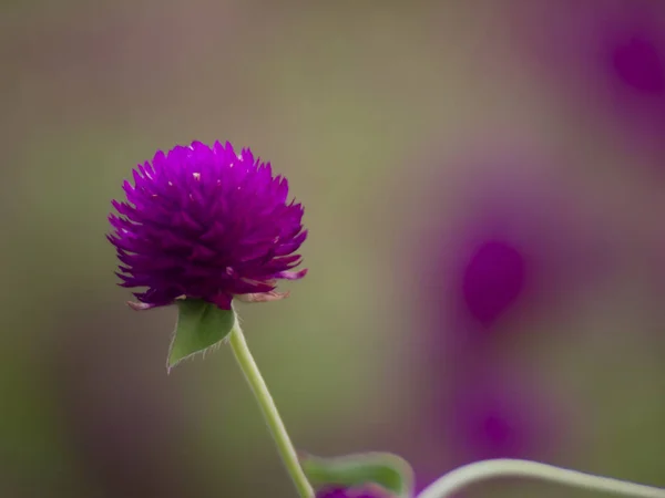 Vintage Background Little Flowers Nature Beautiful Toning Design Spring Nature — Stock Photo, Image