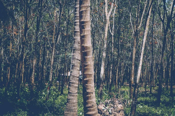 Palmeras Tropicales Con Hojas Plantas Maduras Jóvenes Palmeras Con Sombra — Foto de Stock