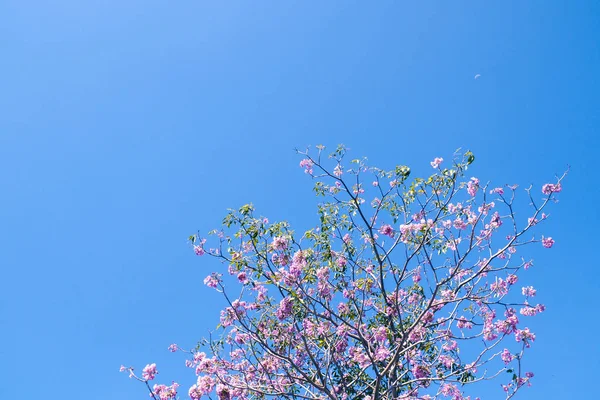 Ветви Сакуры Цветут Вишня Фоне Голубого Неба Панорамное Фото Копировальным — стоковое фото