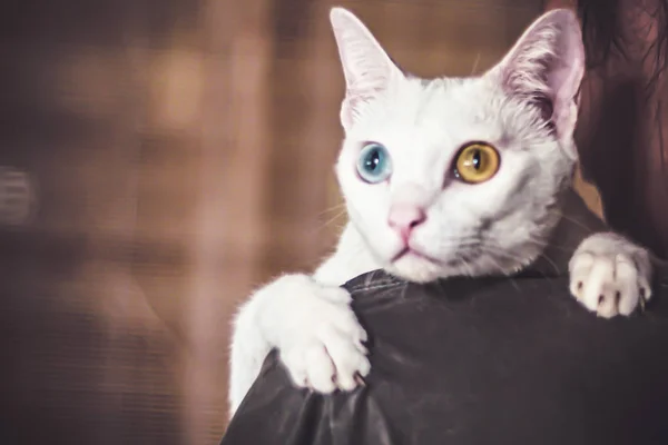 Een Man Draagt Een Witte Kat Schouder Het Uitzicht Vanaf — Stockfoto