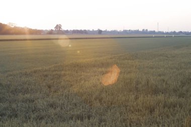 Arka plan için gün doğumu zamanında Pirinç tarlası. Yeşil buğday tarlasında şafak