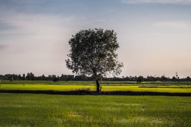 Üzerinde güzel bir uzun ağaç yetişen bir alan, güneşli sıcak havalarda bir yaz manzara .gün batımında güçlü yalnızlık kavramı fikir arka plan