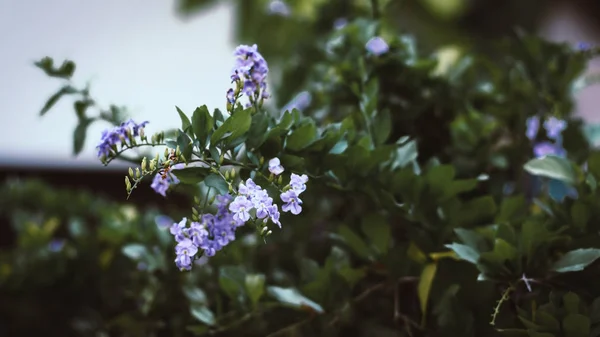 Liten Lila Blomma Med Tropiska Blad Abstrakt Gröna Blad Konsistens — Stockfoto