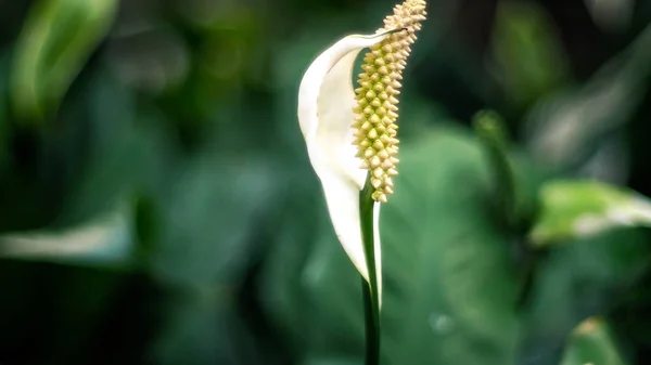 Weiße Blatt Blume Tropische Blätter Abstrakte Grüne Blätter Textur Natur — Stockfoto