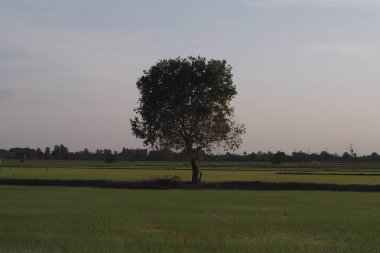 Üzerinde güzel bir uzun ağaç yetişen bir alan, güneşli sıcak havalarda bir yaz manzara .gün batımında güçlü yalnızlık kavramı fikir arka plan