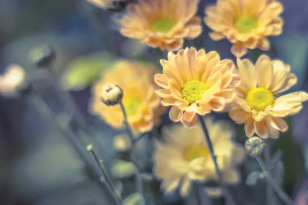 Home decor, yellow spring flowers in a vintage bottle .summer idea. Fresh lively concept