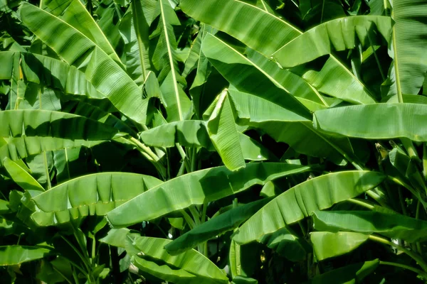 Tropical Banana Leaf Texture Large Palm Foliage Nature Dark Green — Stock Photo, Image