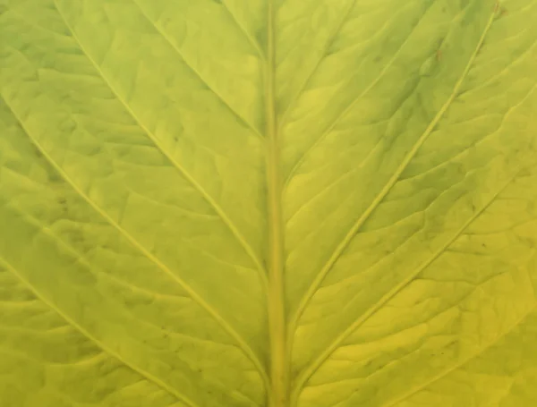 抽象的な葉の緑の背景 バックライト新緑の葉のテクスチャの背景 自然のアイデア — ストック写真