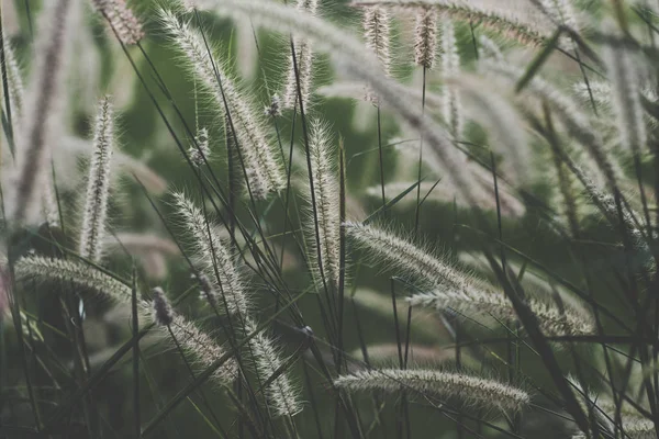 Wild grass flower vintage background little flowers, nature beautiful, toning design spring nature, sun plants