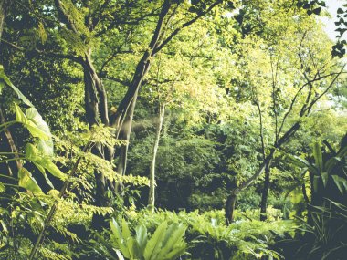 Tropikal orman yeşil mükemmel doğa alanı Tayland Güney Doğu Asya'da birçok çiçek bitki büyük ağaç var.