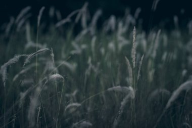 Yabani çim çiçek vintage arka plan küçük çiçekler, doğa güzel, tonlama tasarım bahar doğa, güneş bitkileri