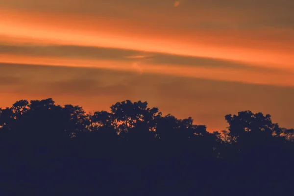Natur Hintergrund Des Waldes Baum Farbenfroher Sonnenuntergang Schöne Natur Hintergrund — Stockfoto