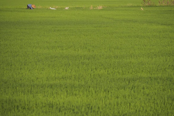 Ryż Złożony Gospodarstwo Mają Rolnik Pracujący Zielonych Zbiorów Złożony Azja — Zdjęcie stockowe