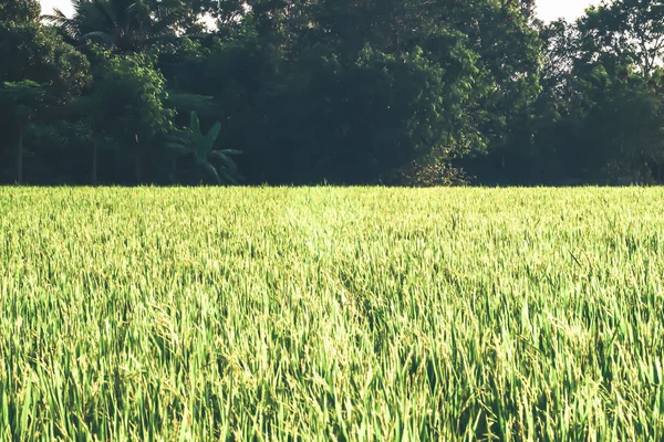 Campo Verde Árbol Cielo Azul Genial Como Fondo Sunny Meadow —  Fotos de Stock