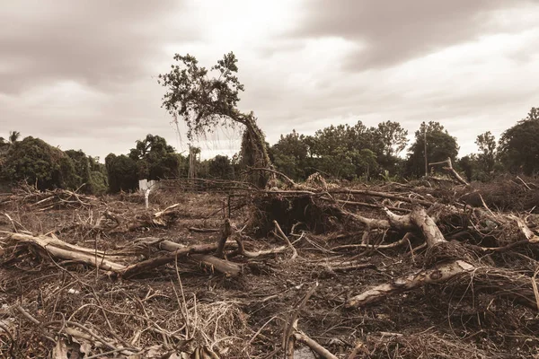 Deforestazione Danni Ambientali Foresta Pluviale Tropicale Distrutta Fino Alla Costruzione — Foto Stock