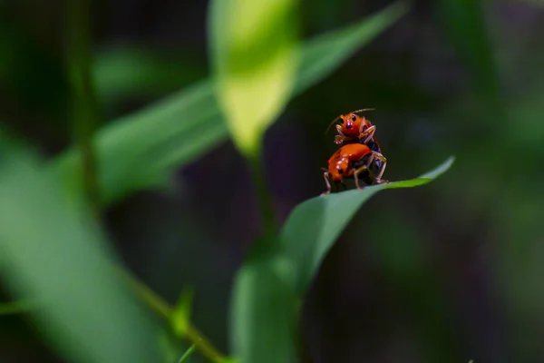 Las Hormigas Pequeñas Naranja Insecto Hormigas Amantes Idea Concepto Relación — Foto de Stock