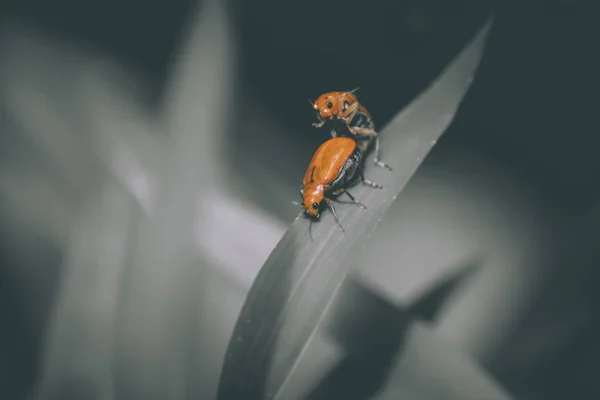 Malý Mravenci Oranžový Hmyz Milenci Koncept Vztahu Lásky Přátelství Zavřít — Stock fotografie