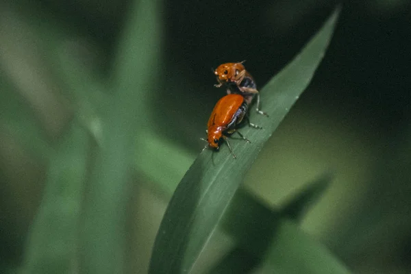 Malí Mravenci Milenci Představa Vztahu Lásce Přátelství Zavřít Fotografii — Stock fotografie