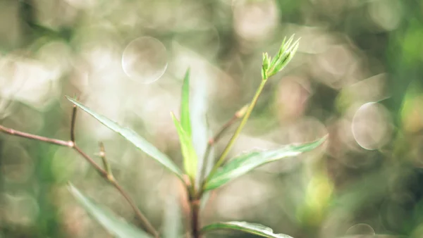 Leaves plant tree green tone blurred background with copy space for text or image. Selective focus.