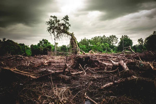 Deforestazione Danni Ambientali Foresta Pluviale Tropicale Distrutta Fino Alla Costruzione — Foto Stock