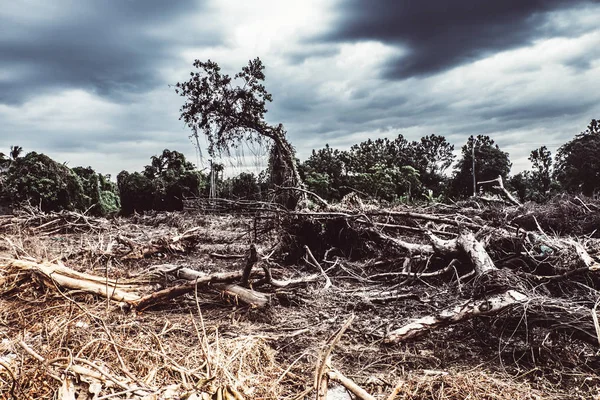 Deforestazione Danni Ambientali Foresta Pluviale Tropicale Distrutta Fino Alla Costruzione — Foto Stock