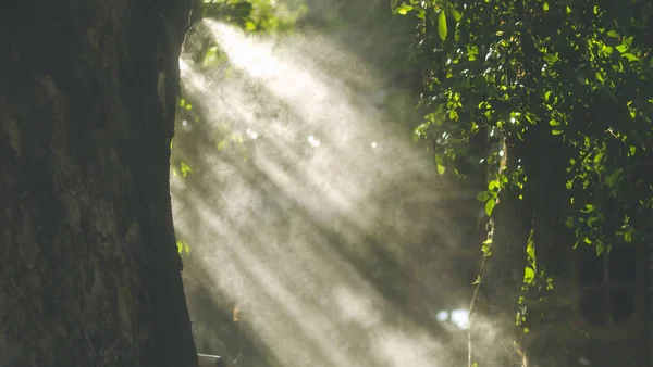 Forest road in a green foggy forest with sun rays in background. Morning. Sun rays awaken nature.