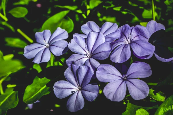 floral botanical flowers. Wild spring leaf wildflower. Soft pastel color floral. Purple Lilac flowers and petals